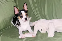 Connor- AKC smoothcoat, a male Chihuahua for sale in Abingdon, VA – 10 of 10