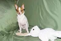 Wyatt- AKC Smoothcoat M, a male Chihuahua for sale in Abingdon, VA – 10 of 10