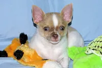 Devin- AKC smoothcoat Male, a male Chihuahua for sale in Abingdon, VA – 8 of 10