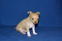 Willow-AKC Smoothcoat Female, a female Chihuahua for sale in Abingdon, VA – Photo 8 of 9