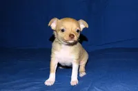 Willow-AKC Smoothcoat Female, a female Chihuahua for sale in Abingdon, VA – Photo 5 of 9