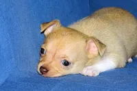 Willow-AKC Smoothcoat Female, a female Chihuahua for sale in Abingdon, VA – Photo 9 of 9