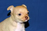 Willow-AKC Smoothcoat Female, a female Chihuahua for sale in Abingdon, VA – Photo 3 of 9