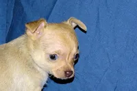 Willow-AKC Smoothcoat Female, a female Chihuahua for sale in Abingdon, VA – Photo 2 of 9