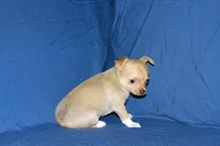 Willow-AKC Smoothcoat Female, a female Chihuahua for sale in Abingdon, VA – Photo 6 of 9