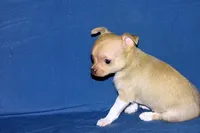 Willow-AKC Smoothcoat Female, a female Chihuahua for sale in Abingdon, VA – Photo 7 of 9