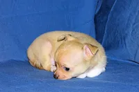 Willow-AKC Smoothcoat Female, a female Chihuahua for sale in Abingdon, VA – Photo 4 of 9