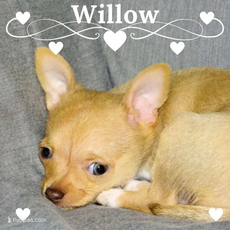 Willow-AKC Smoothcoat Female – Chihuahua puppy for sale in Abingdon, VA