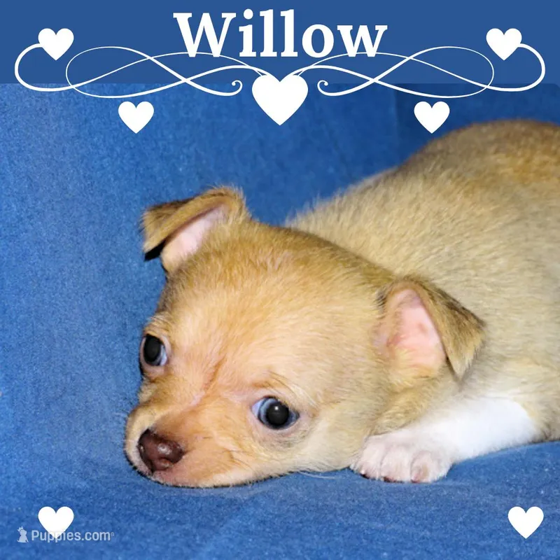 Willow-AKC Smoothcoat Female – Chihuahua puppy for sale in Abingdon, VA