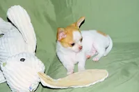 Marshmallow-AKC Smoothcoat M, a male Chihuahua for sale in Abingdon, VA – 8 of 9