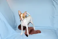 Wyatt- AKC Smoothcoat M, a male Chihuahua for sale in Abingdon, VA – 9 of 9
