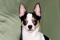 Connor- AKC smoothcoat, a male Chihuahua for sale in Abingdon, VA – 5 of 10