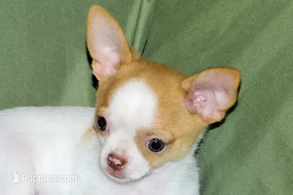 Marshmallow-AKC Smoothcoat M – Chihuahua puppy for sale in Abingdon, VA