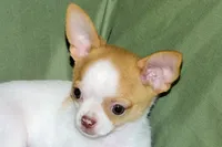 Marshmallow-AKC Smoothcoat M, a male Chihuahua for sale in Abingdon, VA – 1 of 9