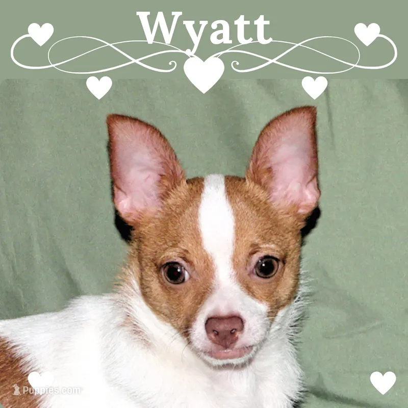 Wyatt- AKC Smoothcoat M – Chihuahua puppy for sale in Abingdon, VA