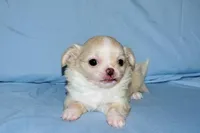 Janie-AKC Longcoat, a female Chihuahua for sale in Abingdon, VA – Photo 3 of 8