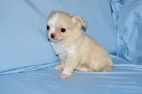 Janie-AKC Longcoat, a female Chihuahua for sale in Abingdon, VA – Photo 5 of 8