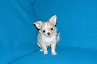 Janie-AKC Longcoat (pending), a female Chihuahua for sale in Abingdon, VA – Photo 4 of 10