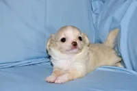 Janie-AKC Longcoat, a female Chihuahua for sale in Abingdon, VA – Photo 2 of 8