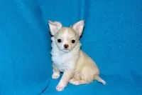 Janie-AKC Longcoat (pending), a female Chihuahua for sale in Abingdon, VA – Photo 7 of 10