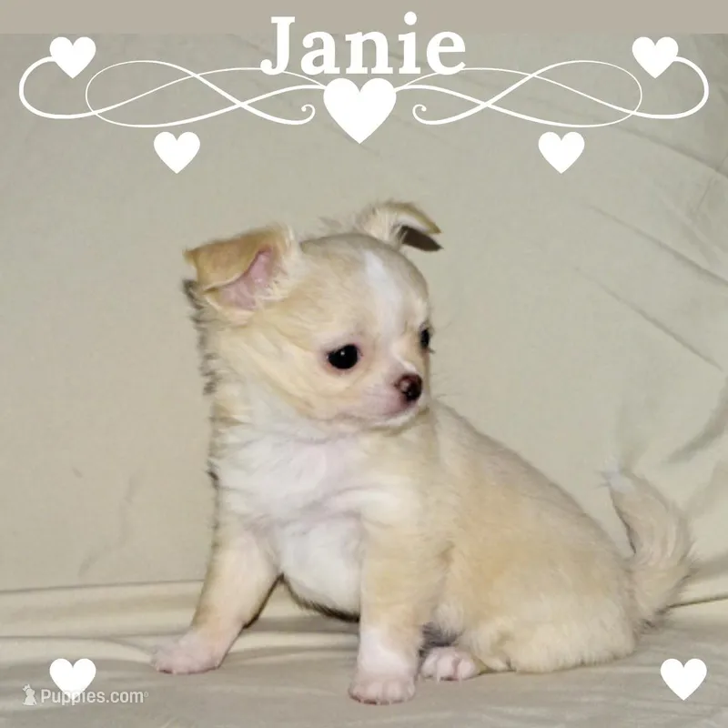 Janie-AKC Longcoat