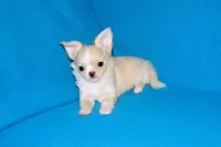Janie-AKC Longcoat (pending), a female Chihuahua for sale in Abingdon, VA – Photo 5 of 10