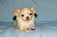 Janie-AKC Longcoat, a female Chihuahua for sale in Abingdon, VA – Photo 7 of 8