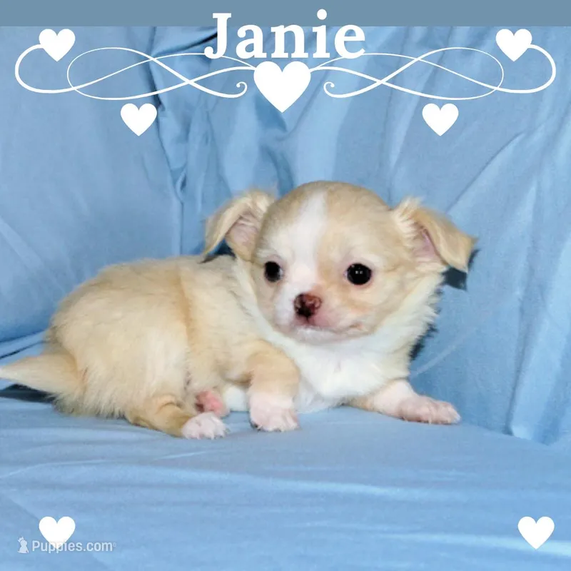 Janie-AKC Longcoat, a female Chihuahua for sale in Abingdon, VA – Photo 1 of 8