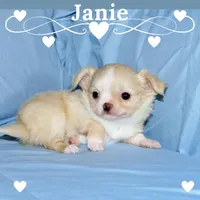 Janie-AKC Longcoat, a female Chihuahua for sale in Abingdon, VA – Photo 1 of 8