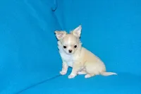 Janie-AKC Longcoat (pending), a female Chihuahua for sale in Abingdon, VA – Photo 10 of 10