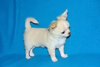 Janie-AKC Longcoat (pending), a female Chihuahua for sale in Abingdon, VA – Photo 3 of 10