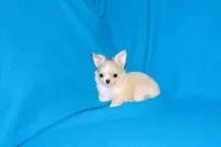 Janie-AKC Longcoat (pending), a female Chihuahua for sale in Abingdon, VA – Photo 9 of 10