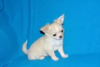 Janie-AKC Longcoat (pending), a female Chihuahua for sale in Abingdon, VA – Photo 2 of 10