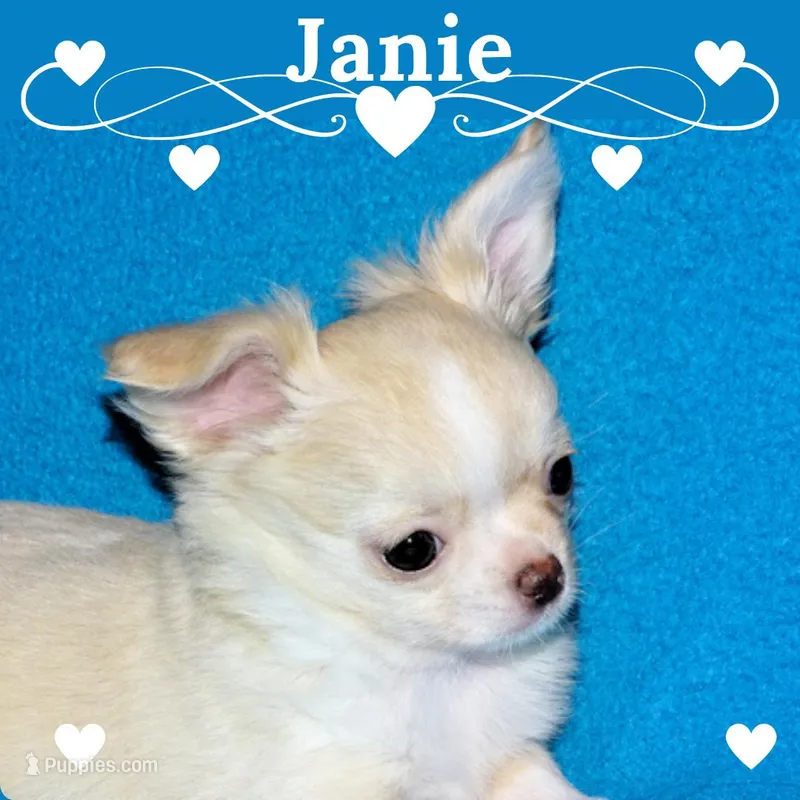 Janie-AKC Longcoat – Chihuahua puppy for sale in Abingdon, VA