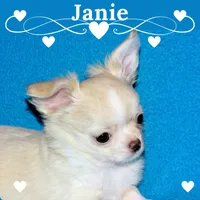 Janie-AKC Longcoat (pending), a female Chihuahua for sale in Abingdon, VA – Photo 1 of 10