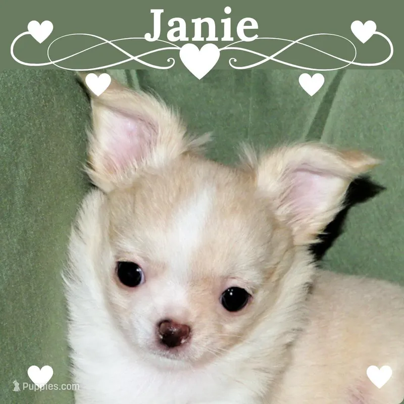Janie-AKC Longcoat – Chihuahua puppy for sale in Abingdon, VA