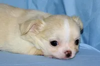 Janie-AKC Longcoat, a female Chihuahua for sale in Abingdon, VA – Photo 8 of 8