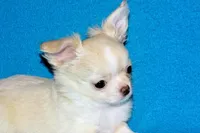 Janie-AKC Longcoat (pending), a female Chihuahua for sale in Abingdon, VA – Photo 6 of 10