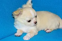 Janie-AKC Longcoat (pending), a female Chihuahua for sale in Abingdon, VA – Photo 8 of 10