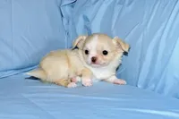 Janie-AKC Longcoat, a female Chihuahua for sale in Abingdon, VA – Photo 4 of 8