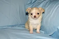 Janie-AKC Longcoat, a female Chihuahua for sale in Abingdon, VA – Photo 6 of 8