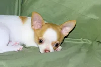 Marshmallow-AKC Smoothcoat M, a male Chihuahua for sale in Abingdon, VA – 3 of 9