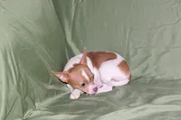 Caroline- AKC Smoothcoat F, a female Chihuahua for sale in Abingdon, VA – 3 of 8