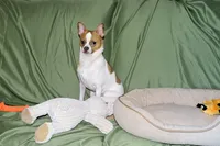 Wilbur-AKC Smoothcoat M, a male Chihuahua for sale in Abingdon, VA – 9 of 10