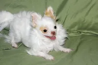 Mr. Mouse- AKC longcoat, a male Chihuahua for sale in Abingdon, VA – 7 of 8