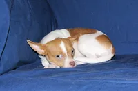 Caroline- AKC Smoothcoat F, a female Chihuahua for sale in Abingdon, VA – 3 of 9