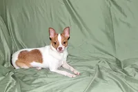 Wyatt- AKC Smoothcoat M, a male Chihuahua for sale in Abingdon, VA – 8 of 10