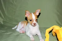 Wyatt- AKC Smoothcoat M, a male Chihuahua for sale in Abingdon, VA – 10 of 10