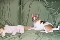 Wilbur-AKC Smoothcoat M, a male Chihuahua for sale in Abingdon, VA – 8 of 10