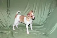 Wilbur-AKC Smoothcoat M, a male Chihuahua for sale in Abingdon, VA – 5 of 10